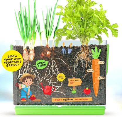 Dan&Darci root viewer kit for kids, grow your own plant, science STEM toy, craft gardening kit for ages 4-8